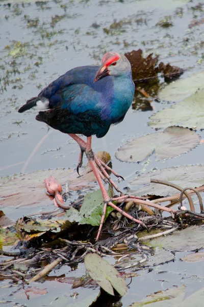 Usando Sus Pies Grandes Para Caminar Través Lily Pads Loto — Foto de Stock