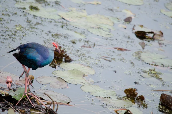 Yaprak Lotus üzerinde zambak pedleri arasında yürümek için büyük ayaklar kullanma