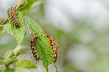 solucan doğası terk yiyor