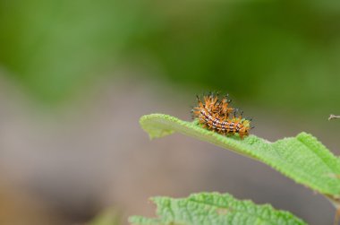 solucan doğası terk yiyor