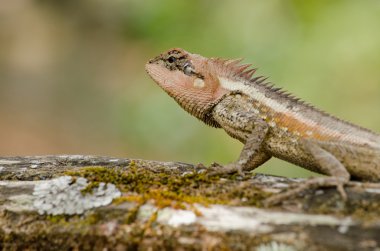 Tek turuncu dikenli kertenkele ağaçta oturuyor.