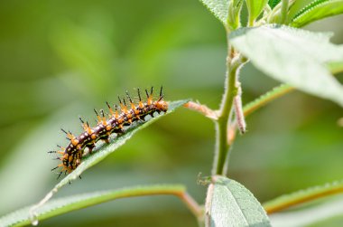 solucan doğası terk yiyor