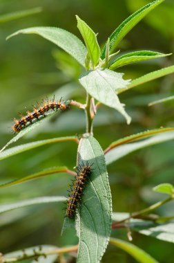 solucan doğası terk yiyor