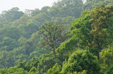 Tayland 'da her zaman yeşil orman