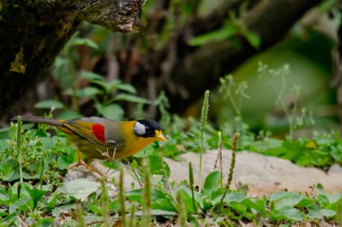 Dilimlenmiş mesia ağaçta, Tayland 'da oturuyor.
