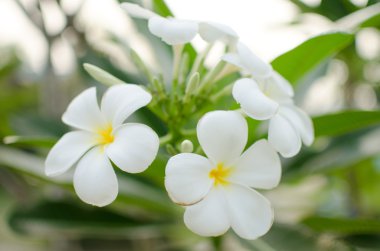 Beyaz çiçekler ve yeşil yaprak.