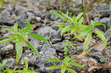Tohum, limeston dağında yetişir.