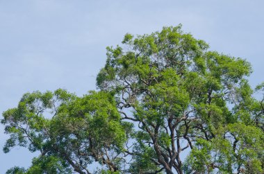 Büyük ağaç eski ormanlarda yetişir ve 50 yaşında olur..