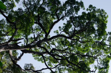 Büyük ağaç eski ormanlarda yetişir ve 50 yaşında olur..