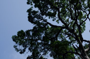 Büyük ağaç eski ormanlarda yetişir ve 50 yaşında olur..