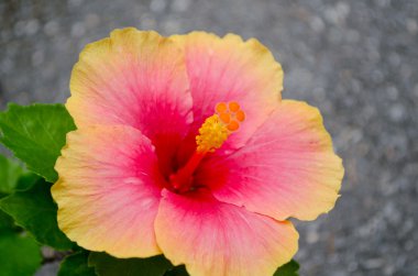 Kırmızı ve pembe çiçek bahçedeki büyümedir