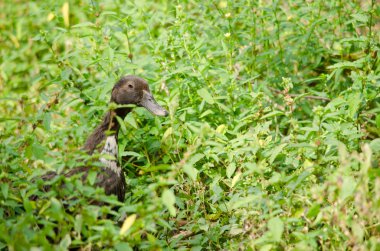 güzel ördek bahçede av bulmak
