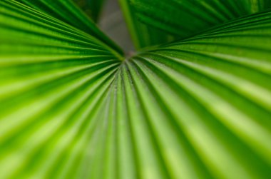 yeşil plam yaprağının dokusu