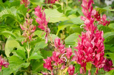 Kırmızı ve pembe çiçek bahçedeki büyümedir