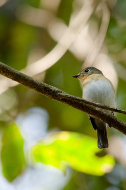 Tek bir kuş ağaç dalında oturuyor.