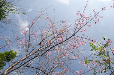 Himalaya Kiraz (Prunus cerasoides) veya 'Kraliyet kaplan Kraliçesi