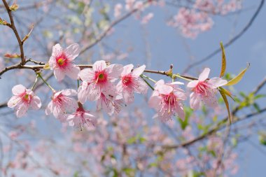 Himalaya Kiraz (Prunus cerasoides) veya 'Kraliyet kaplan Kraliçesi