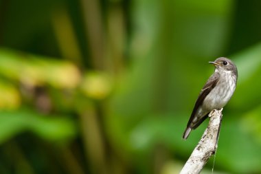 Tek bir kuş ağaç dalında oturuyor.