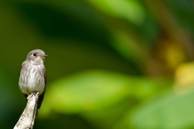 Tek bir kuş ağaç dalında oturuyor.