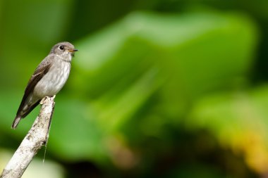 Tek bir kuş ağaç dalında oturuyor.
