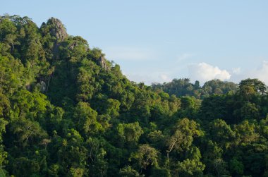 Her zaman yeşil orman ve mavi Tayland tepesi