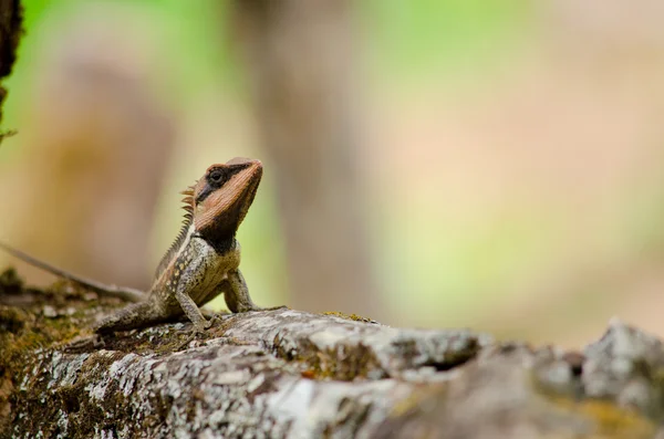 Único Lagarto Espinhoso Laranja Sentado Árvore — Fotografia de Stock