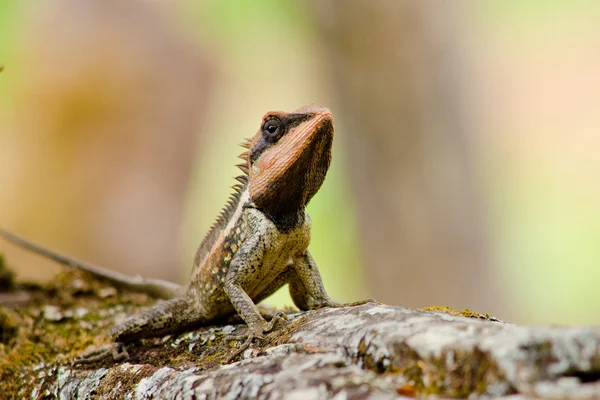 Single Orange Spiny Lizard Sitting Tree — Stock Photo, Image