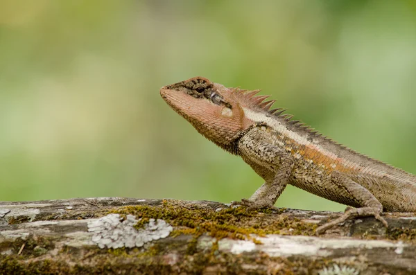 Osamocená Oranžová Ještěrka Sedící Stromě — Stock fotografie