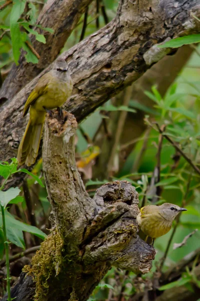 White Throated Bulbu Tree Thailand — 스톡 사진