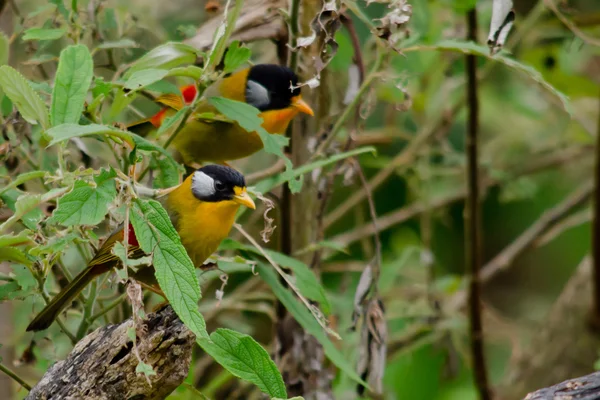 Dilimlenmiş Mesia Ağaçta Tayland Oturuyor — Stok fotoğraf