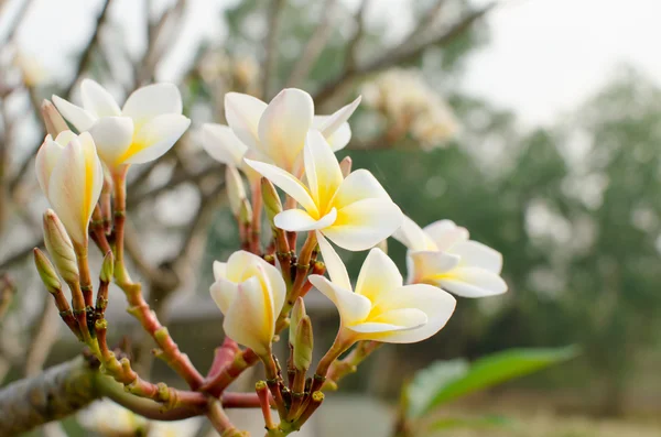 White Flowers Green Leaf Sunshine — Stock Photo, Image