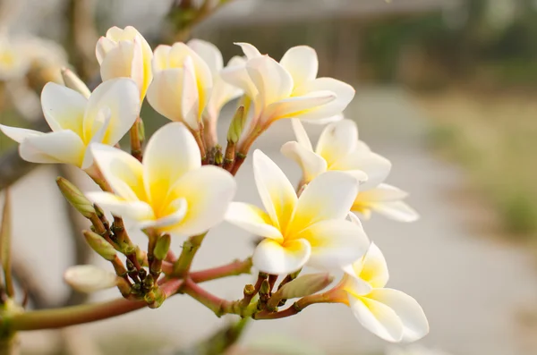 Fleurs Blanches Feuilles Vertes Sur Soleil — Photo