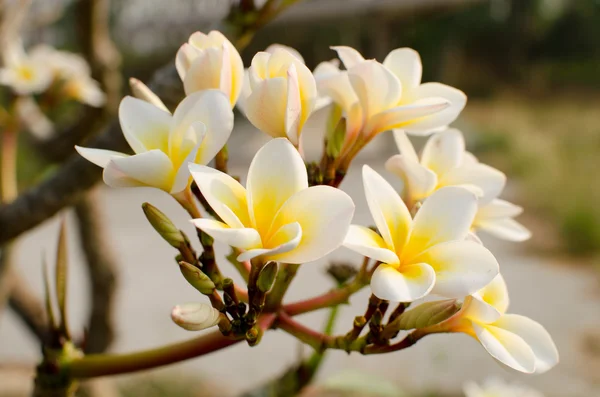 Flores Blancas Hoja Verde Sol — Foto de Stock
