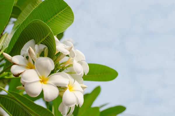 Witte Bloemen Groen Blad Zonneschijn — Stockfoto
