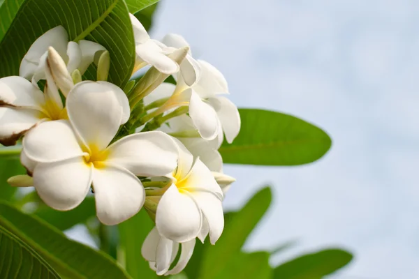 Flores Blancas Hoja Verde Sol —  Fotos de Stock