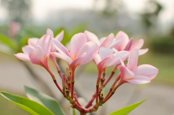 White Flowers Green Leaf Sunshine — Stock Photo, Image