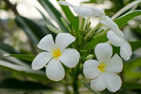 White Flowers Green Leaf Sunshine — Stock Photo, Image