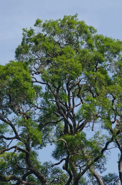 Árvore Grande Crescimento Floresta Velha Tem Anos — Fotografia de Stock