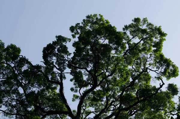 Büyük Ağaç Eski Ormanlarda Yetişir Yaşında Olur — Stok fotoğraf