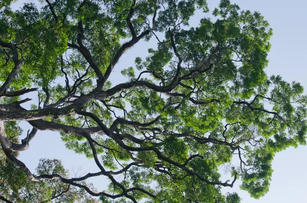 Árvore Grande Crescimento Floresta Velha Tem Anos — Fotografia de Stock