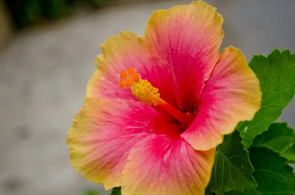 red and pink flower is growth in garden