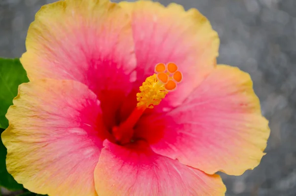 red and pink flower is growth in garden