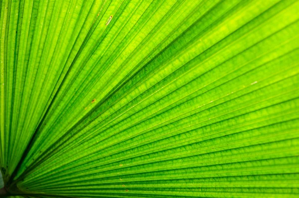 Fundo Textura Folha Verde Plam — Fotografia de Stock