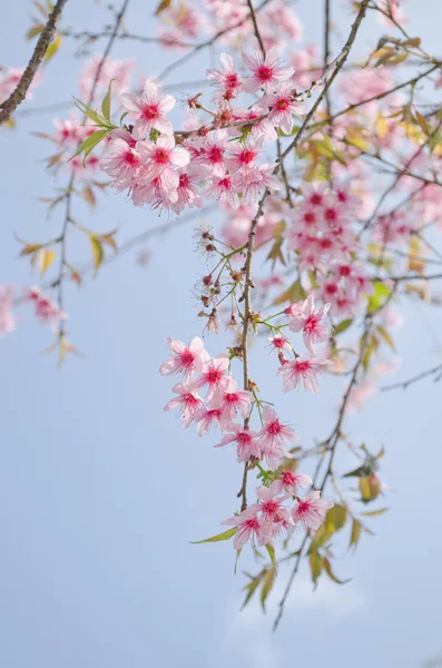 Himalayan Cherry Prunus Cerasoides Queen Royal Tiger — Stock Photo, Image