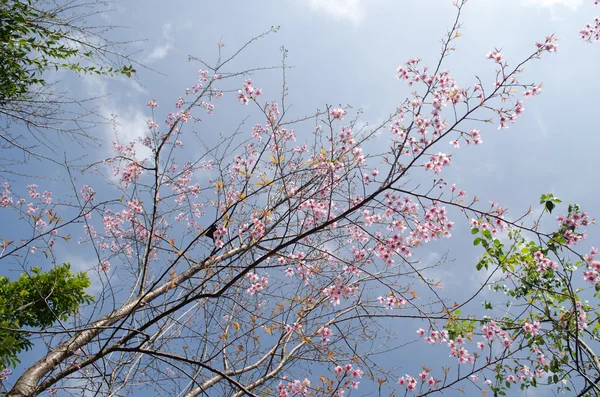 Himalayan Cherry Prunus Cerasoides Eller Drottning Kunglig Tiger — Stockfoto