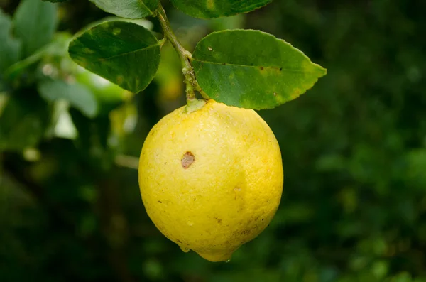 Crescita Limoni Gialli Albero Limone — Foto Stock
