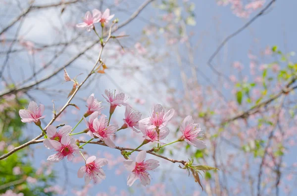 Cereza Del Himalaya Prunus Cerasoides Reina Del Tigre Real —  Fotos de Stock