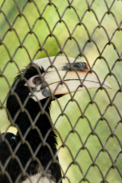 Oriental Pied Hornbill Est Vivre Cage — Photo