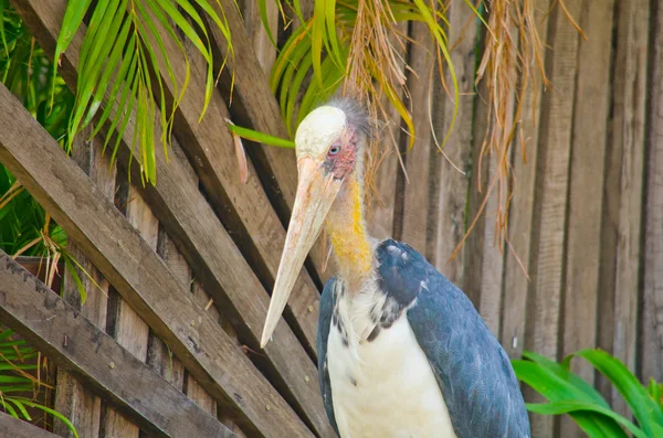 Büyük kuş kafeste ve mutlu değil.