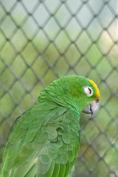 Içinde Belgili Tanımlık Kafes Mutlu Değil Yeşil Papağan — Stok fotoğraf